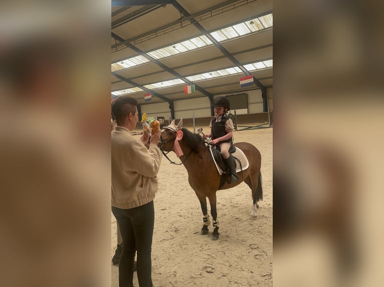 Welsh-A Stute 9 Jahre 115 cm Brauner in Nuenen