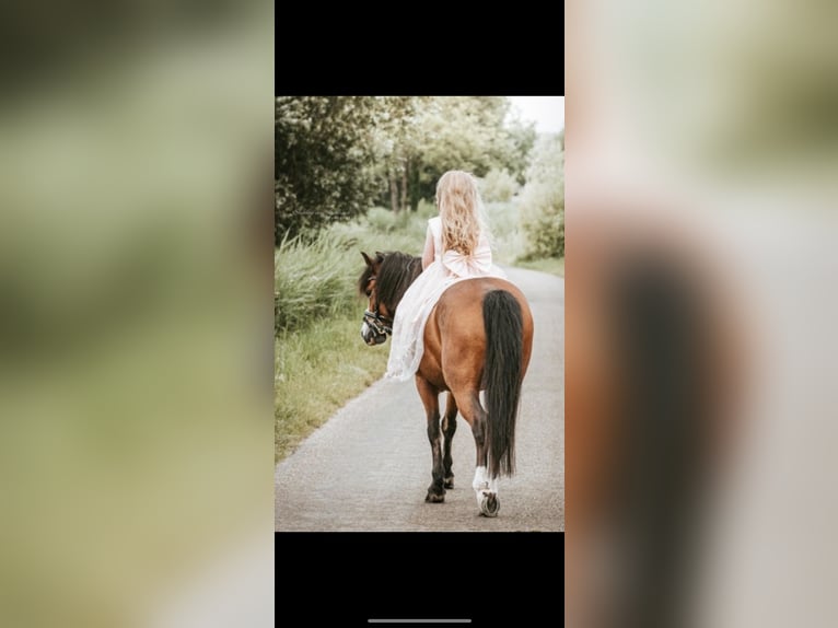 Welsh-A Stute 9 Jahre 115 cm Brauner in Nuenen
