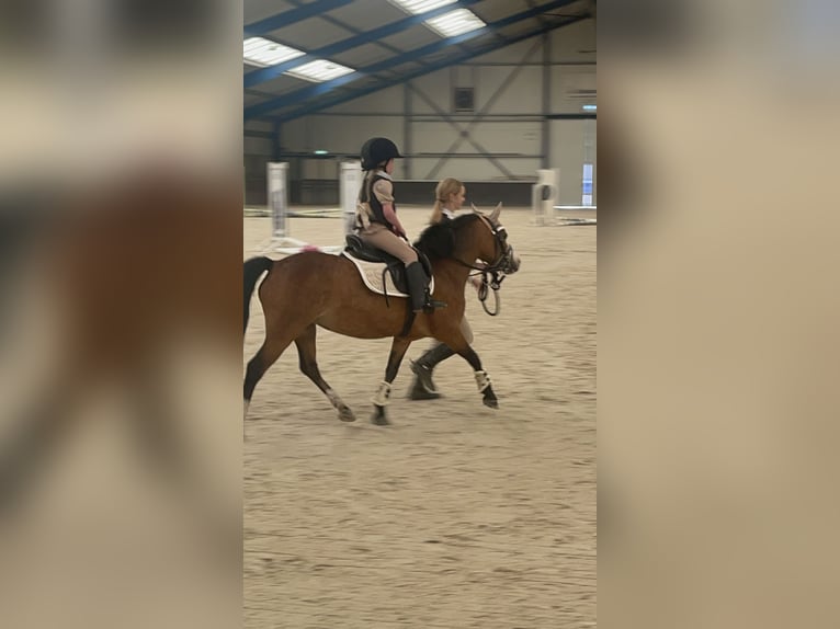 Welsh-A Stute 9 Jahre 115 cm Brauner in Nuenen