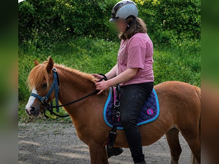 Welsh-A Stute 9 Jahre 115 cm Fuchs in Großefehn Ostgroßefehn