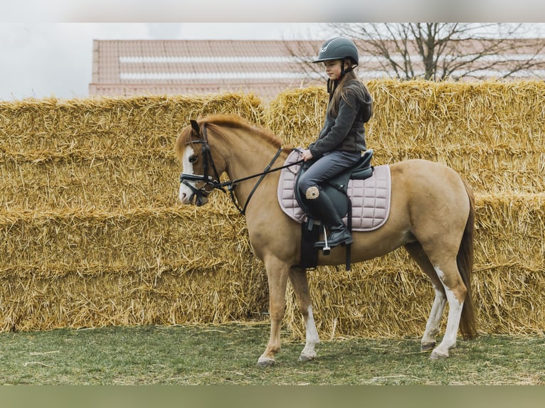 Welsh-A Stute 9 Jahre 117 cm Fuchs in Wuustwezelwuustwezel