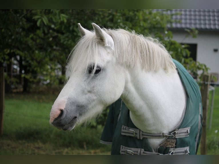 Welsh-A Stute 9 Jahre 118 cm Schimmel in Iserlohnerlohn