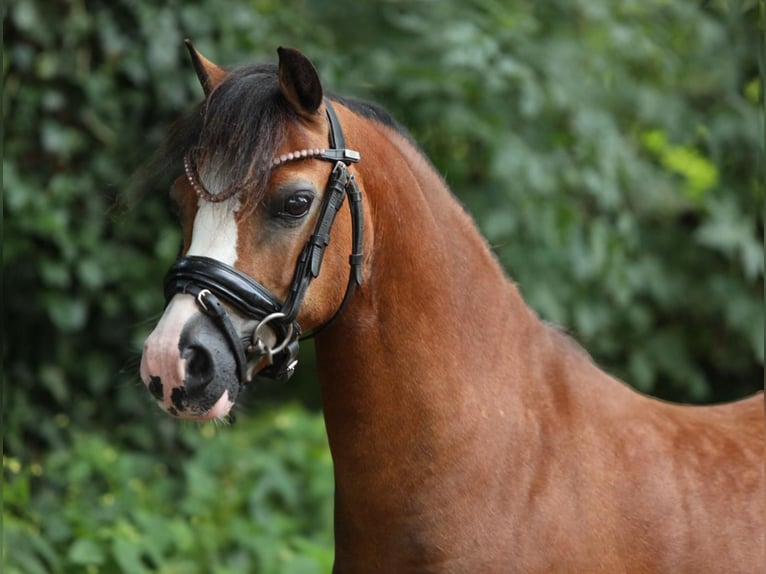 Welsh-A Stute 9 Jahre 119 cm Brauner in Aalten