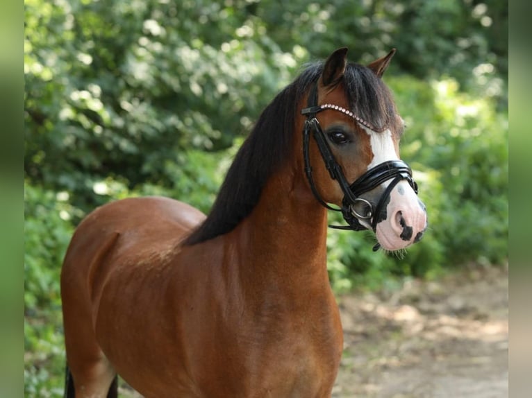 Welsh-A Stute 9 Jahre 119 cm Brauner in Aalten