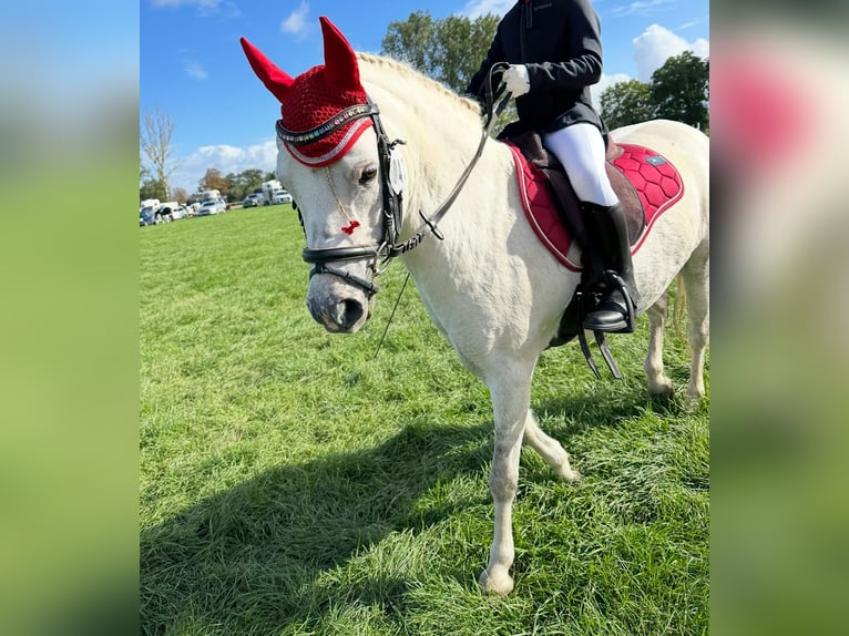 Welsh-A Stute 9 Jahre 120 cm Schimmel in Altenburg