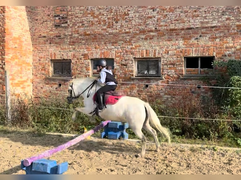 Welsh-A Stute 9 Jahre 120 cm Schimmel in Altenburg