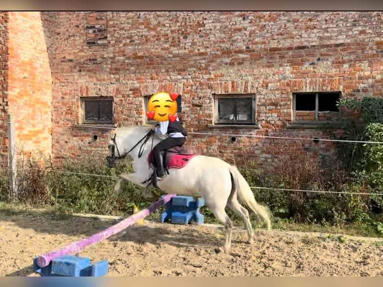 Welsh-A Stute 9 Jahre 120 cm Schimmel in Altenburg
