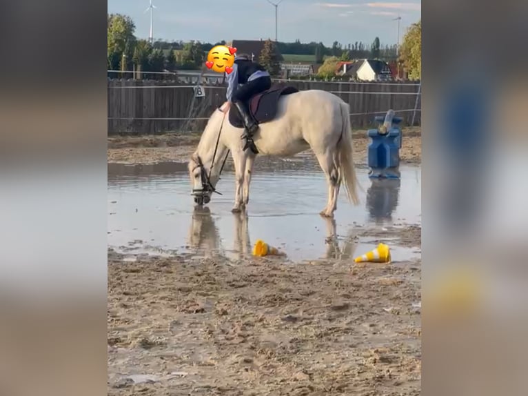 Welsh-A Stute 9 Jahre 120 cm Schimmel in Altenburg