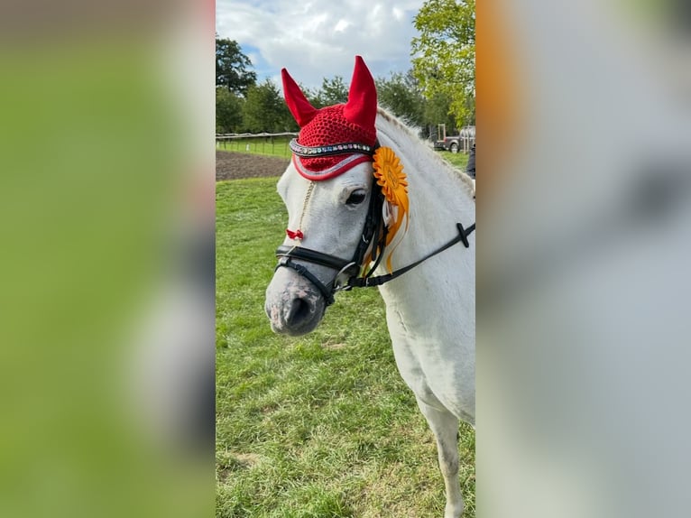 Welsh-A Stute 9 Jahre 120 cm Schimmel in Altenburg