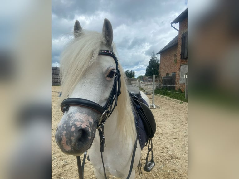 Welsh-A Stute 9 Jahre 120 cm Schimmel in Altenburg