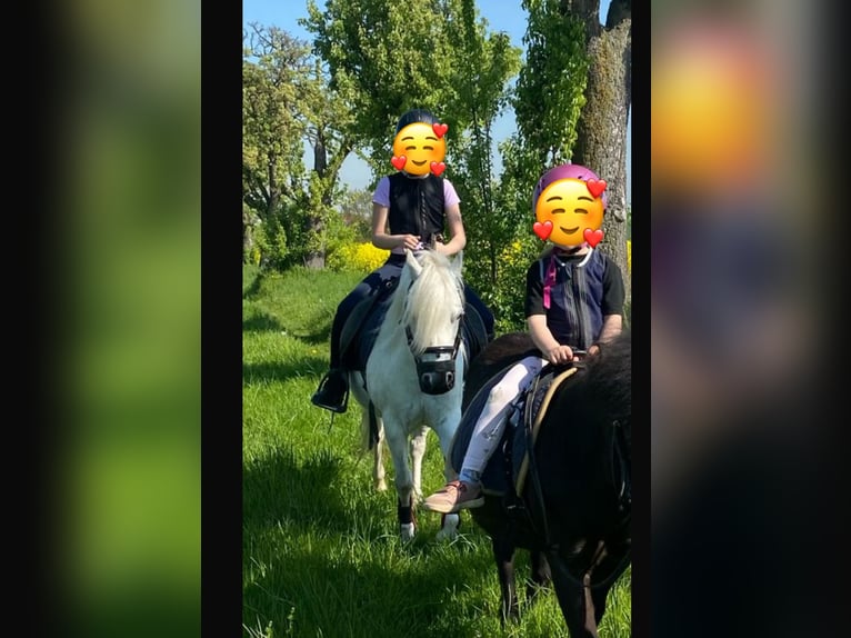 Welsh-A Stute 9 Jahre 120 cm Schimmel in Altenburg
