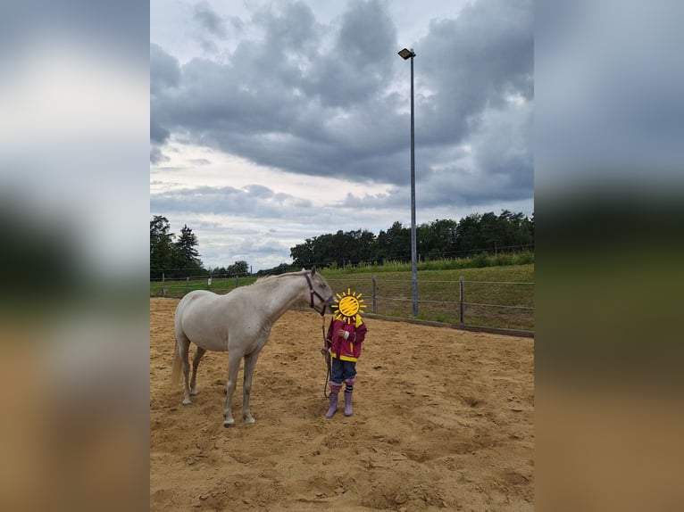 Welsh-A Mix Stute 9 Jahre 120 cm Schimmel in Bad Zell
