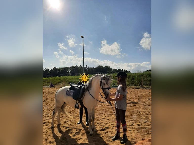 Welsh-A Mix Stute 9 Jahre 120 cm Schimmel in Bad Zell