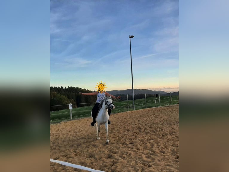 Welsh-A Mix Stute 9 Jahre 120 cm Schimmel in Bad Zell