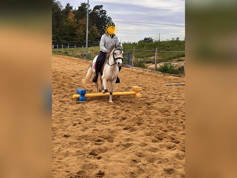 Welsh-A Mix Stute 9 Jahre 120 cm Schimmel in Bad Zell