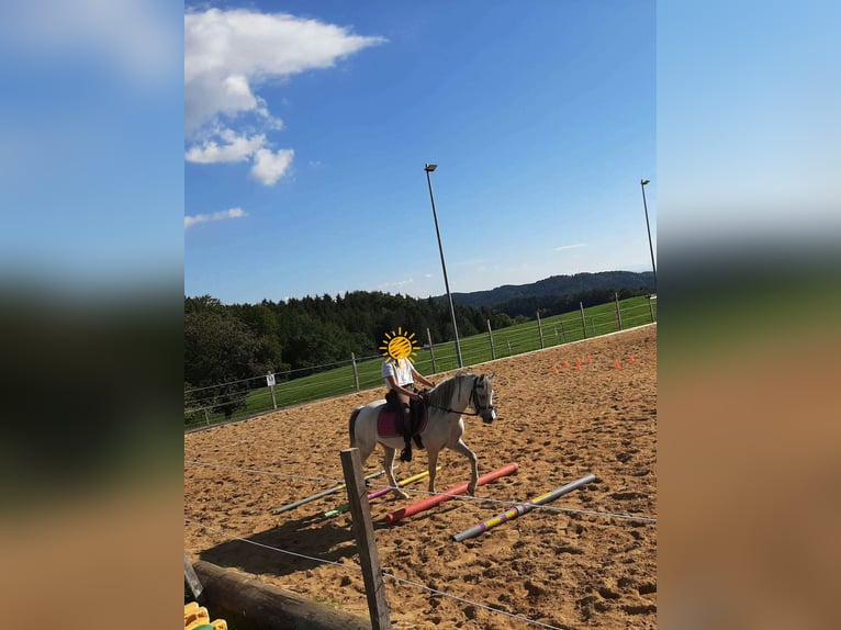 Welsh-A Mix Stute 9 Jahre 120 cm Schimmel in Bad Zell