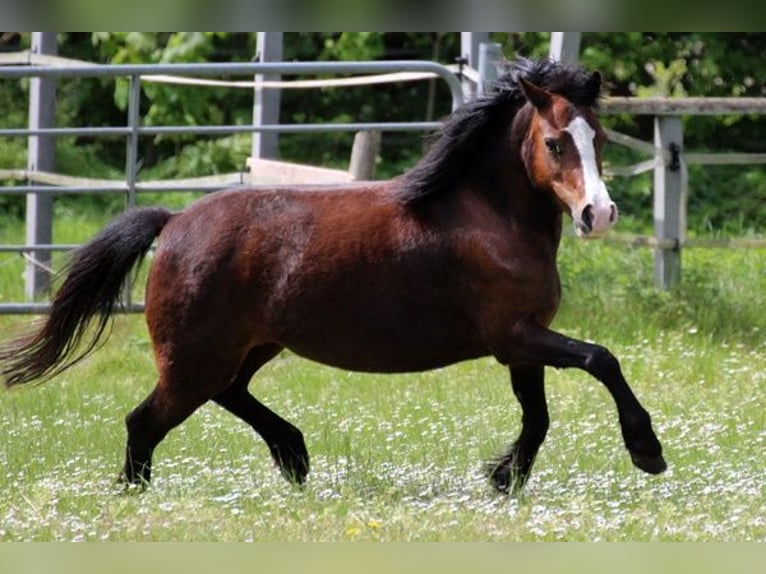 Welsh-A Stute 9 Jahre 122 cm Brauner in Neumünster