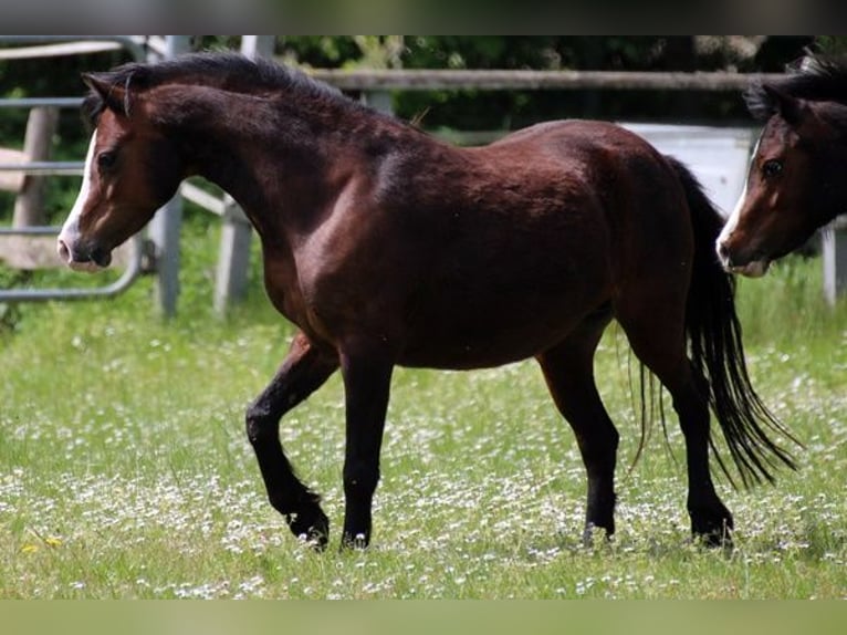 Welsh-A Stute 9 Jahre 122 cm Brauner in Neumünster