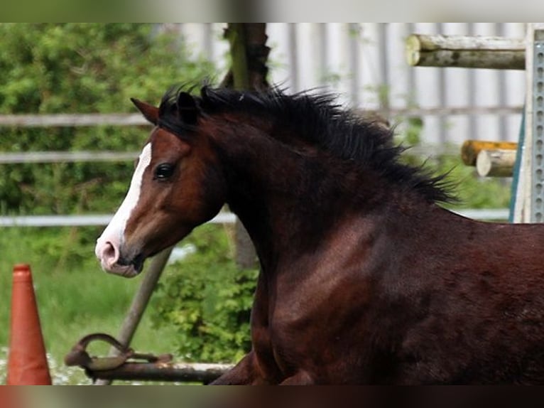 Welsh-A Stute 9 Jahre 122 cm Brauner in Neumünster