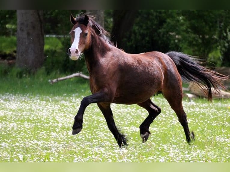 Welsh-A Stute 9 Jahre 122 cm Brauner in Neumünster