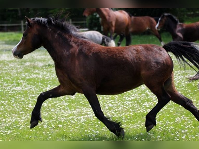 Welsh-A Stute 9 Jahre 122 cm Brauner in Neumünster