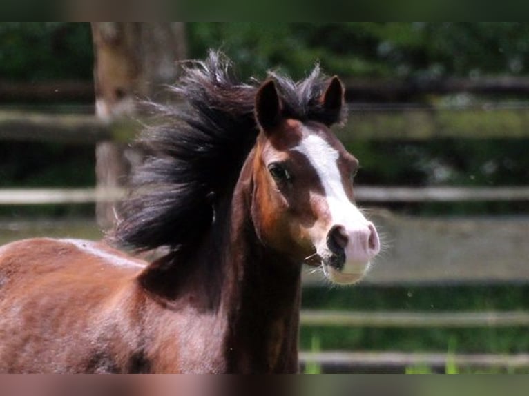 Welsh-A Stute 9 Jahre 122 cm Brauner in Neumünster