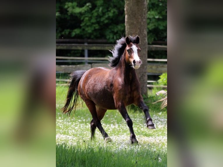 Welsh-A Stute 9 Jahre 122 cm Brauner in Neumünster