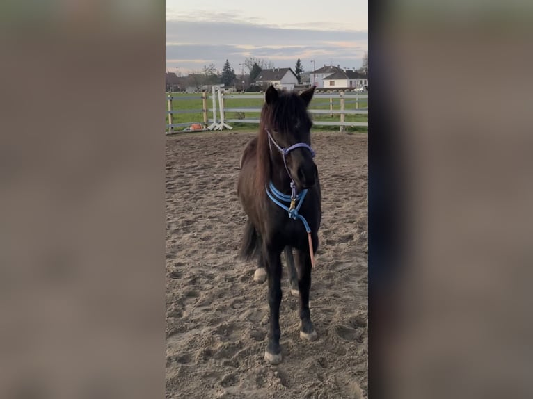 Welsh-A Mix Stute 9 Jahre 122 cm Rappe in Scheibenhard