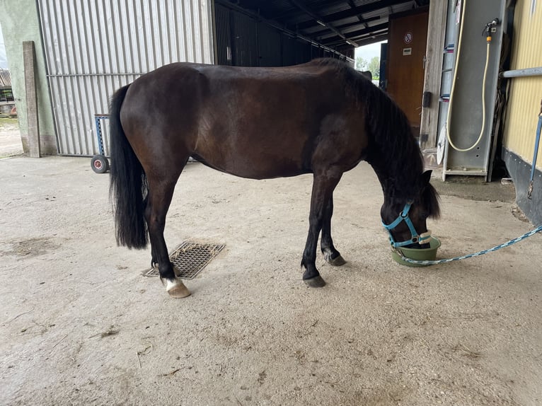 Welsh-A Mix Stute 9 Jahre 122 cm Rappe in Scheibenhard
