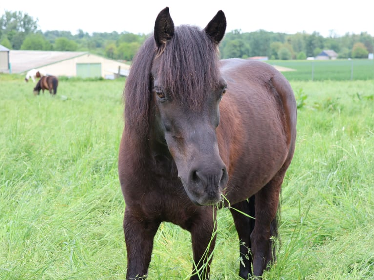 Welsh-A Mix Stute 9 Jahre 122 cm Rappe in Scheibenhard