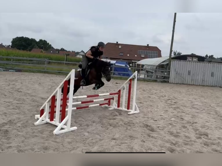 Welsh-A Mix Stute 9 Jahre 122 cm Rappe in Scheibenhard
