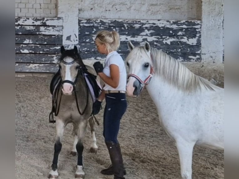 Welsh-A Stute 9 Jahre 124 cm Schimmel in Schwalmstadt
