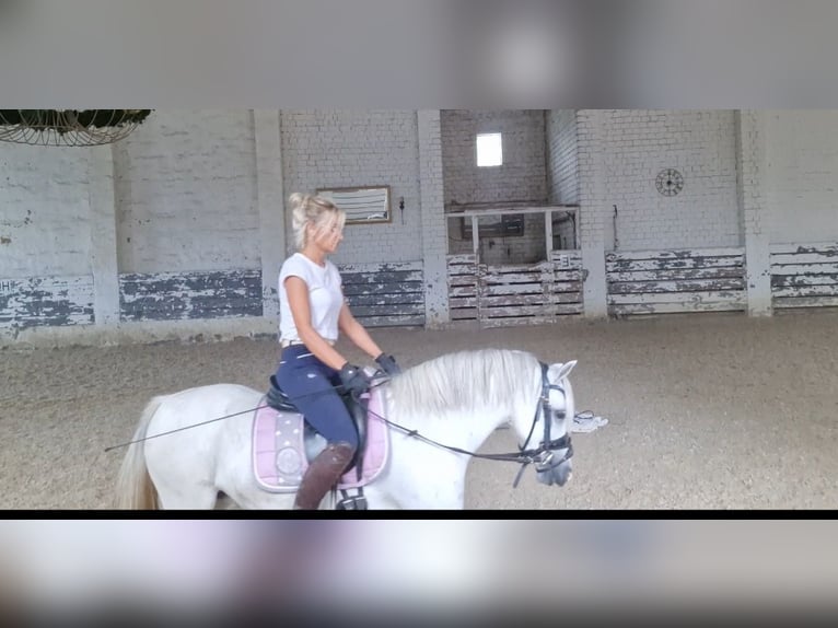 Welsh-A Stute 9 Jahre 124 cm Schimmel in Schwalmstadt