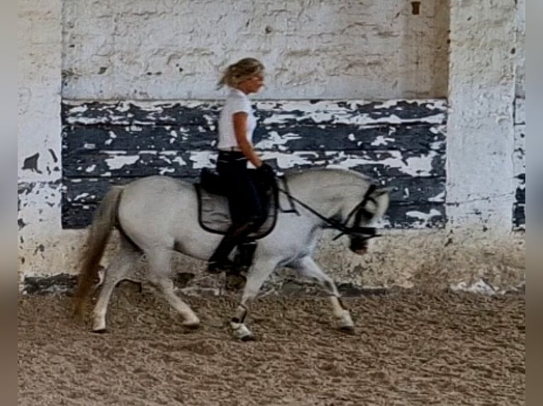 Welsh-A Stute 9 Jahre 124 cm Schimmel in Schwalmstadt