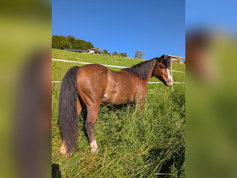 Welsh-A Mix Stute 9 Jahre 125 cm Brauner in Feldkirch