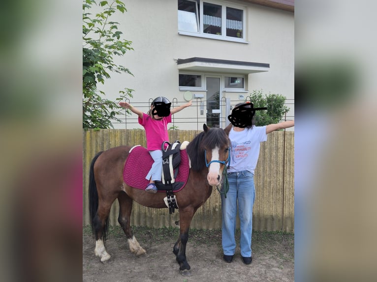 Welsh-A Mix Stute 9 Jahre 125 cm Brauner in Feldkirch