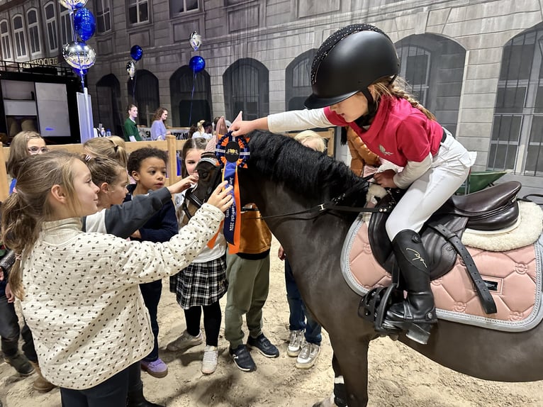 Welsh-A Wallach 10 Jahre 116 cm Brauner in Heythuysen