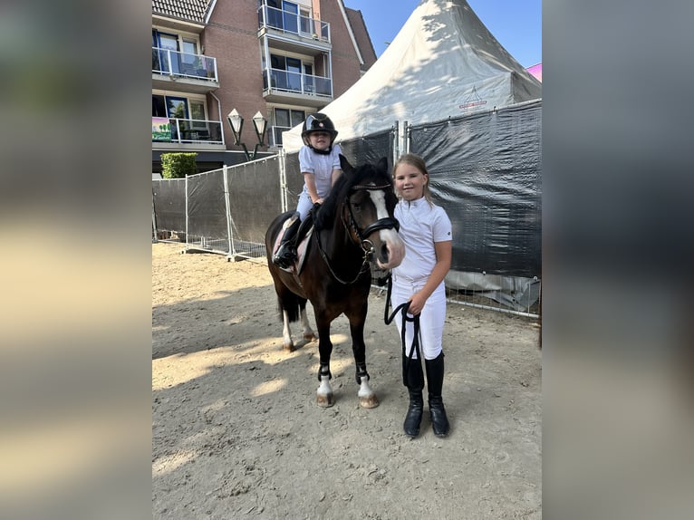 Welsh-A Wallach 10 Jahre 116 cm Brauner in Heythuysen