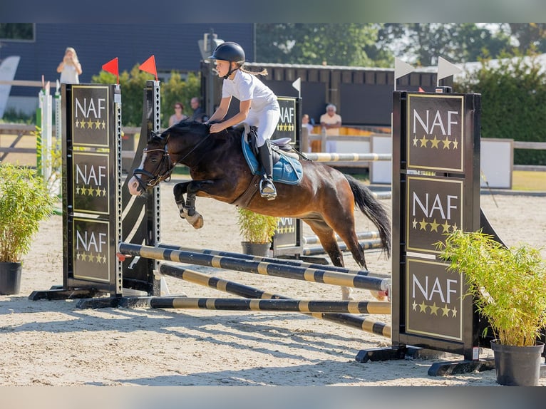 Welsh-A Wallach 10 Jahre 116 cm Brauner in Heythuysen