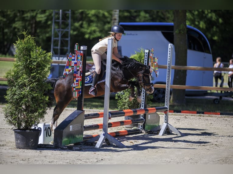 Welsh-A Wallach 10 Jahre 116 cm Brauner in Heythuysen