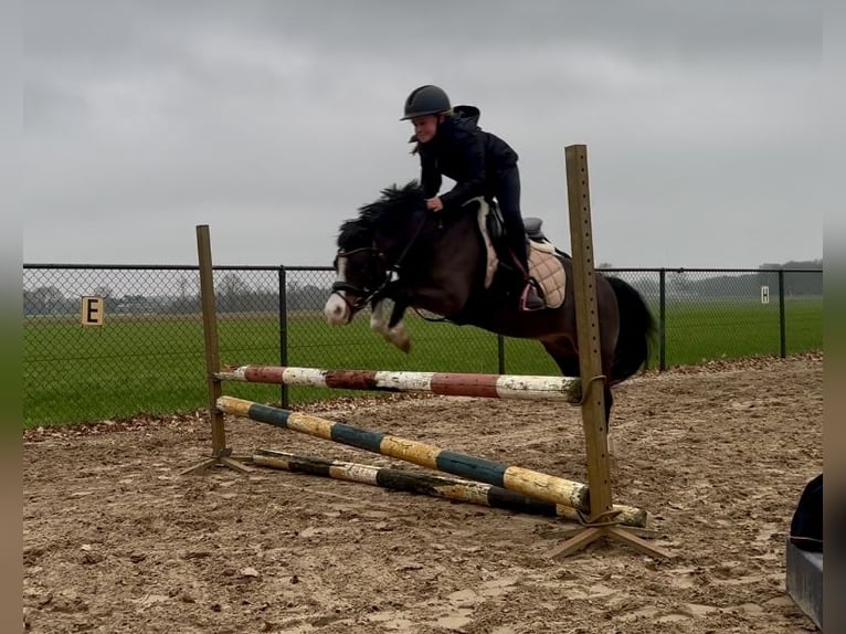 Welsh-A Wallach 10 Jahre 116 cm Brauner in Heythuysen