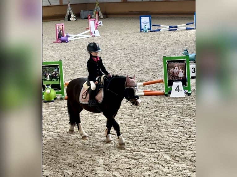 Welsh-A Wallach 10 Jahre 116 cm Brauner in Heythuysen