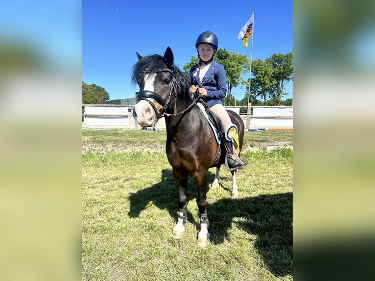 Welsh-A Wallach 10 Jahre 116 cm Brauner in Heythuysen