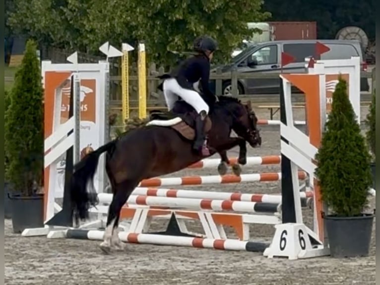 Welsh-A Wallach 10 Jahre 116 cm Brauner in Heythuysen