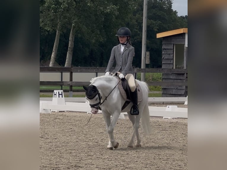 Welsh-A Wallach 10 Jahre 116 cm Schimmel in Enschede