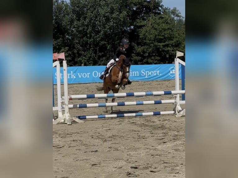 Welsh-A Wallach 10 Jahre 118 cm Fuchs in Buchholz