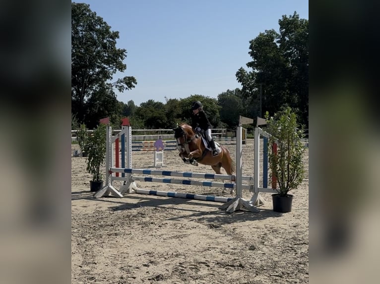 Welsh-A Wallach 10 Jahre 118 cm Fuchs in Buchholz