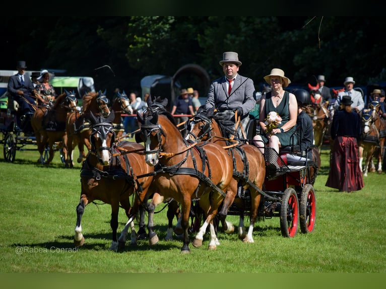 Welsh-A Wallach 10 Jahre 120 cm Brauner in Ferna