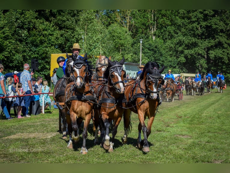 Welsh-A Wallach 10 Jahre 120 cm Brauner in Ferna