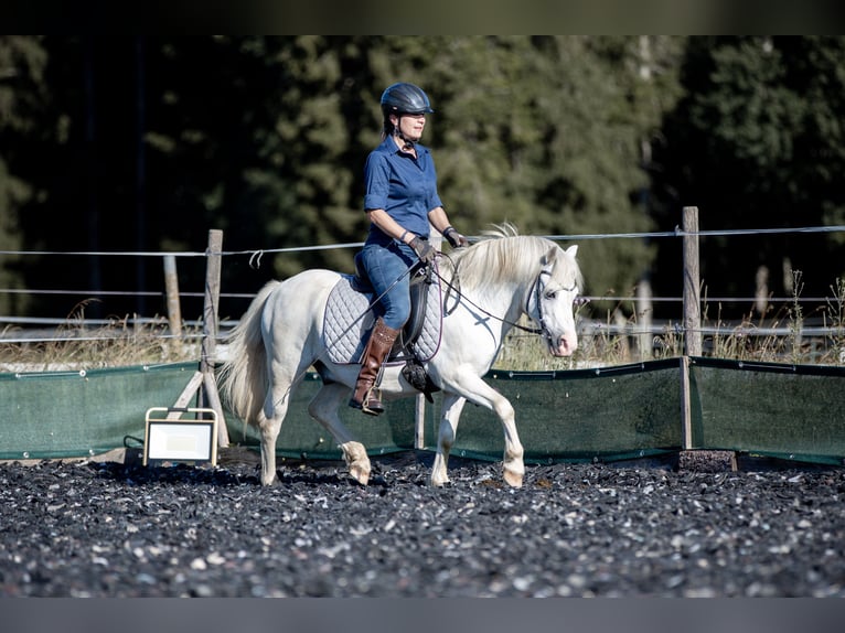 Welsh-A Wallach 10 Jahre 120 cm Schimmel in Emmingen-Liptingen